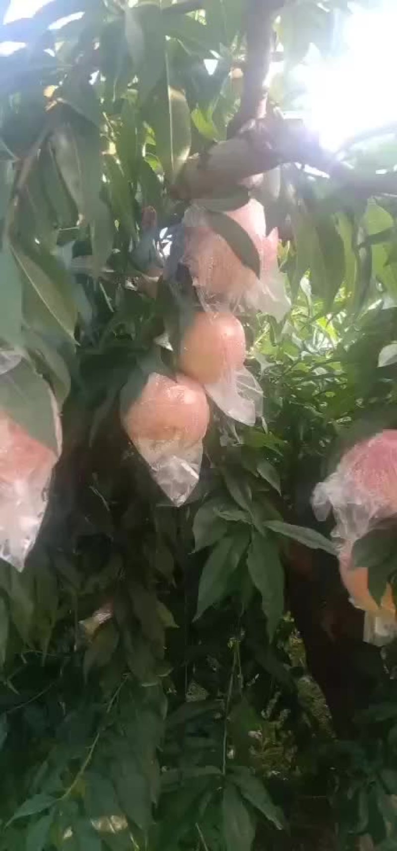 中条山红不软大甜桃，个头大，口感好