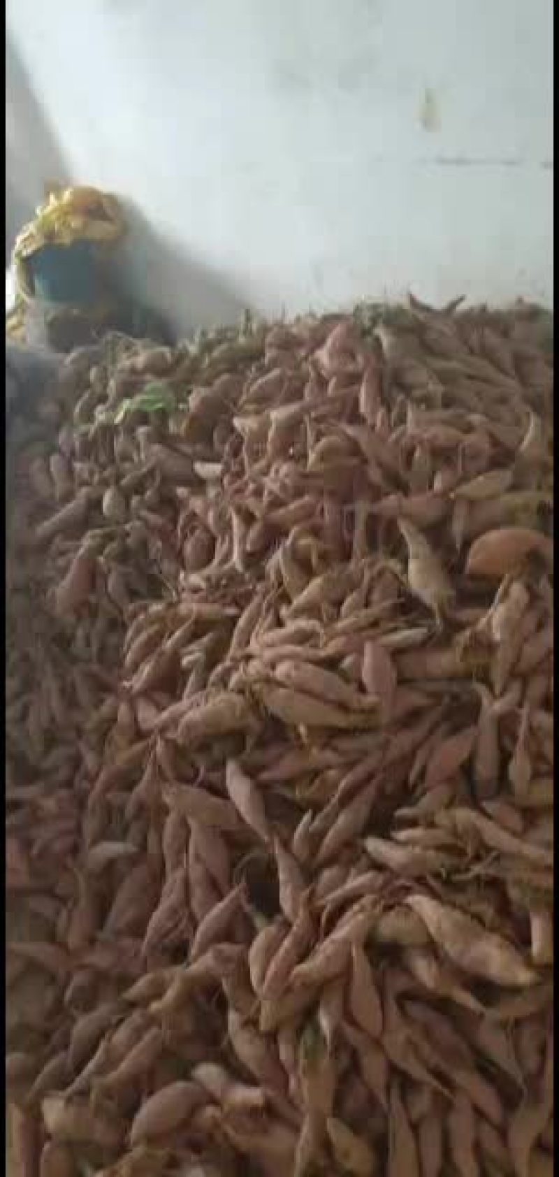迷你小香薯天目同款价格美丽好货欢迎联系