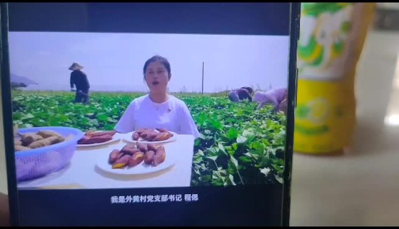 迷你小香薯天目同款价格美丽好货欢迎联系