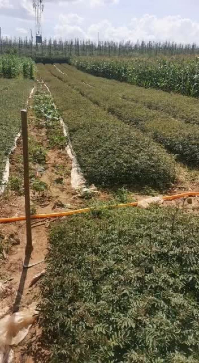 汉源贡椒苗，大红袍，九叶青。