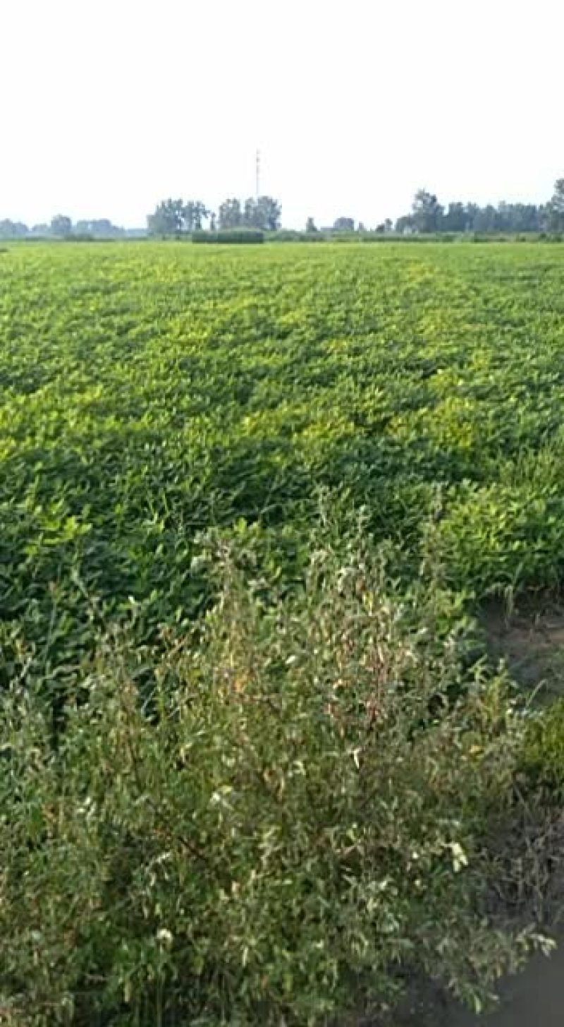 鲜花生带壳过筛子大量供应产地直户