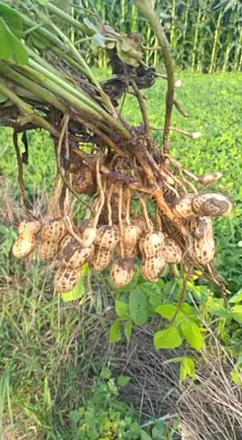 鲜花生带壳过筛子大量供应产地直户