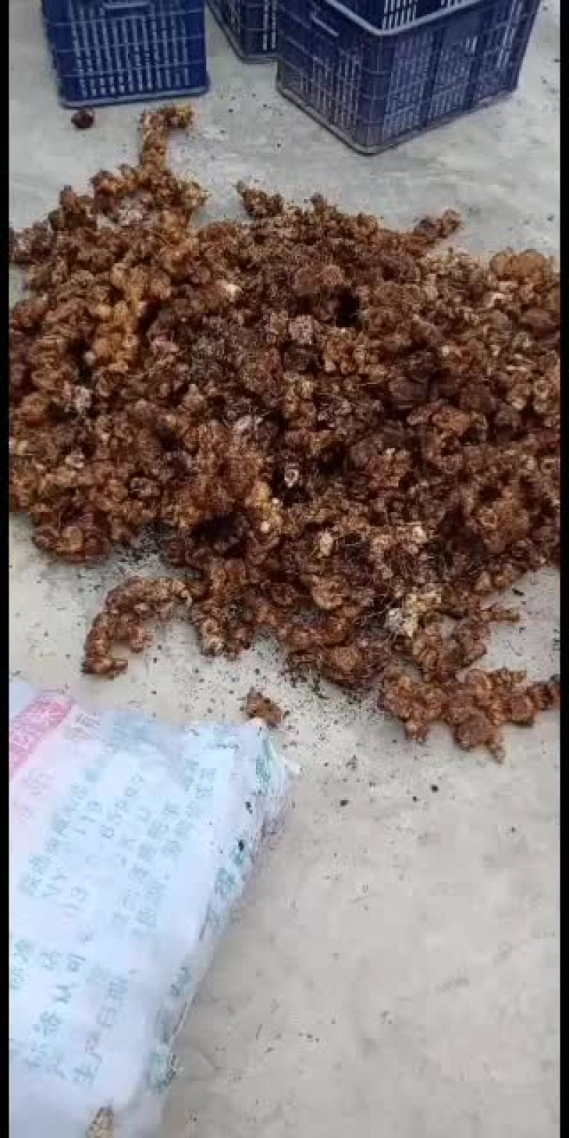 四川雅安黄精鲜的随时可上山挖