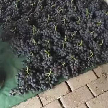 茶点无核玫瑰香有需要的联系