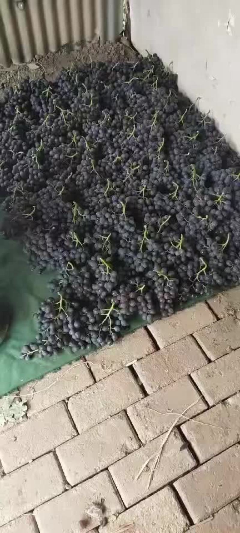 茶点无核玫瑰香有需要的联系