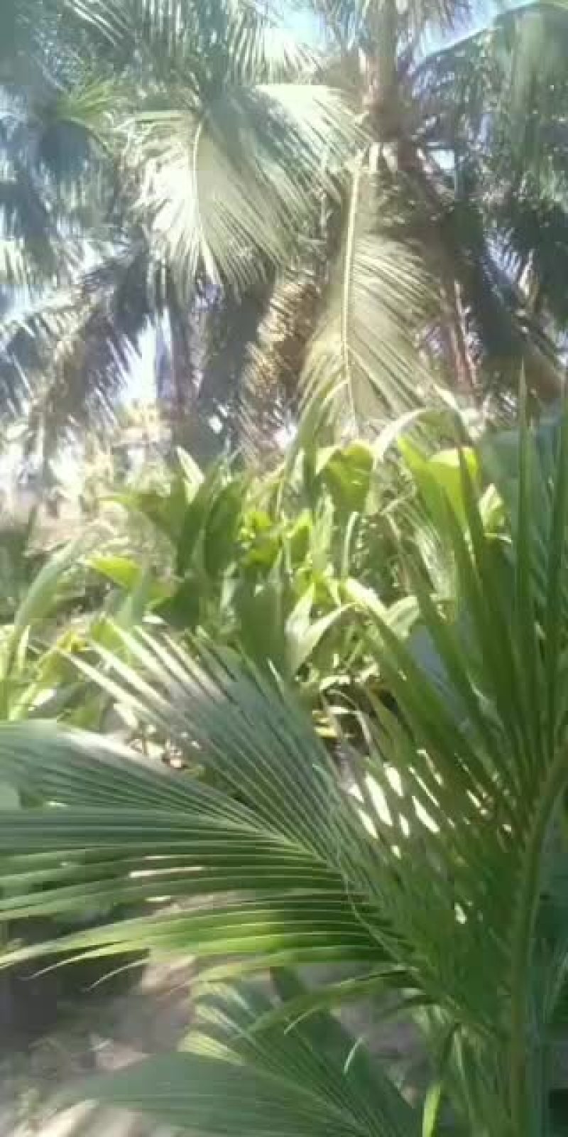太国金椰椰子苗，假一赔十，