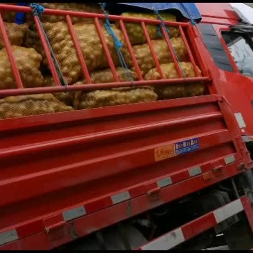核桃新疆青皮大核桃果仁饱满香甜可口