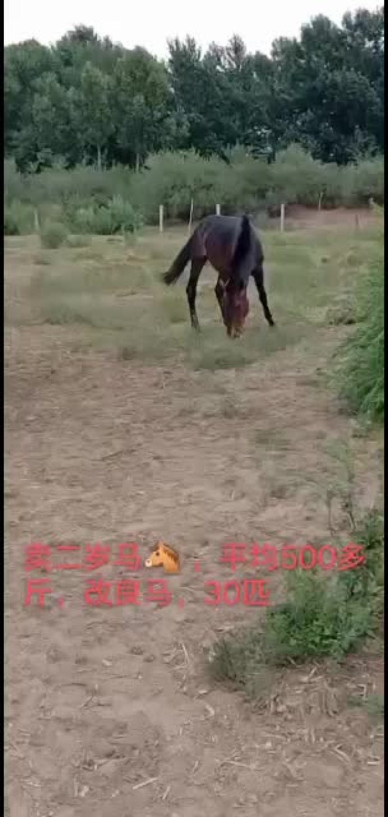 出售内蒙古大草原肉马