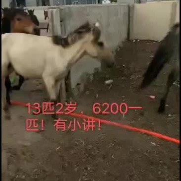 出售内蒙古大草原肉马