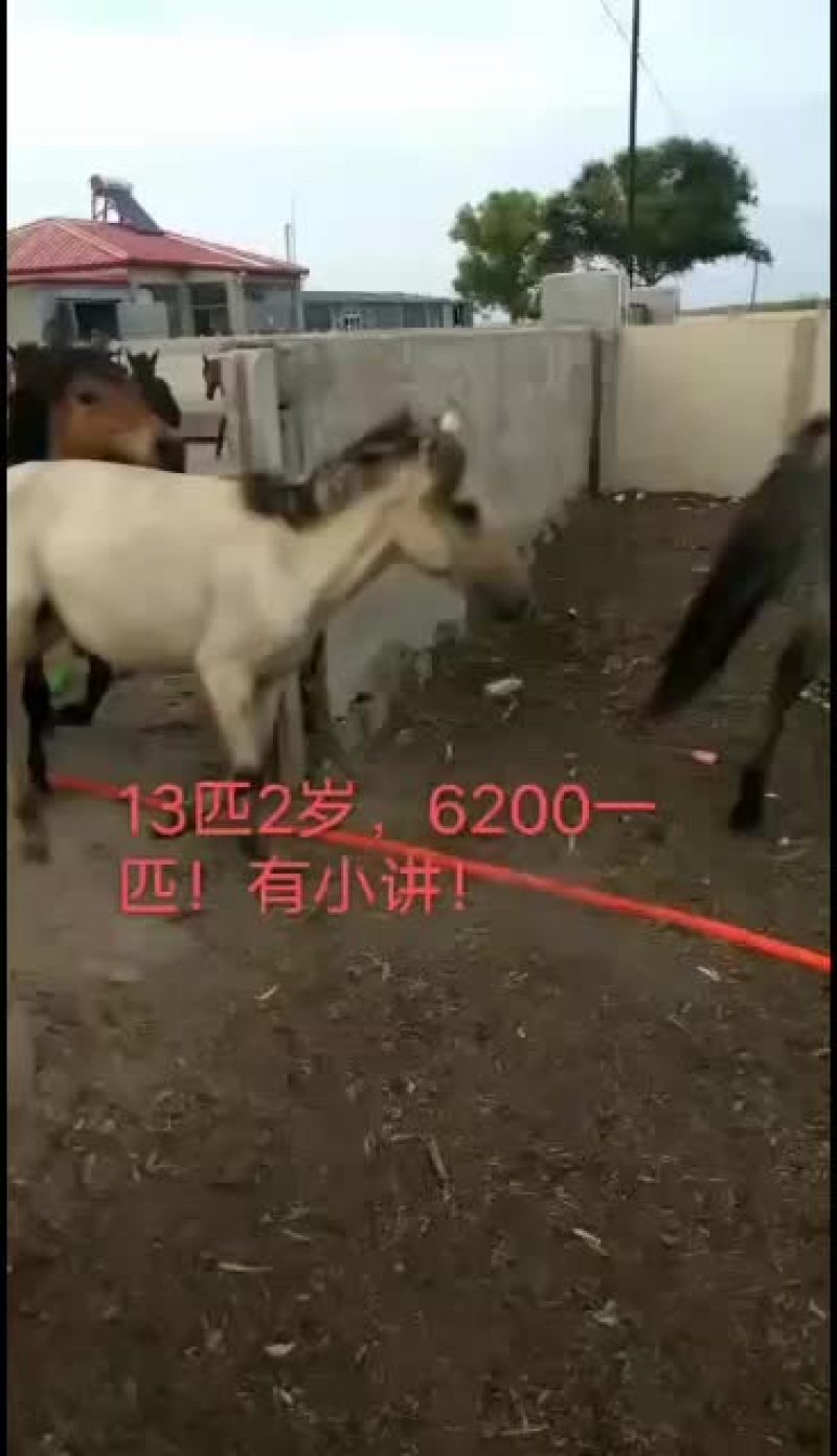 出售内蒙古大草原肉马