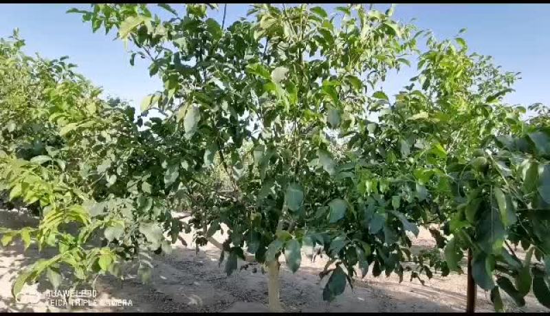 新疆阿克苏青皮核桃开始预售