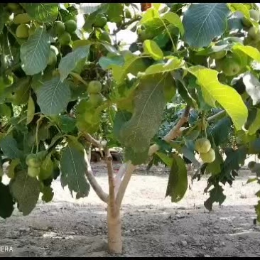 新疆阿克苏青皮核桃开始预售