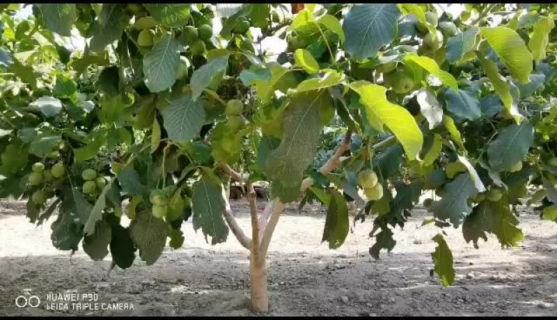 新疆阿克苏青皮核桃开始预售