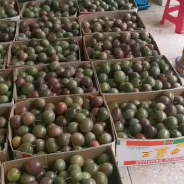 百香果云南产欢迎订购