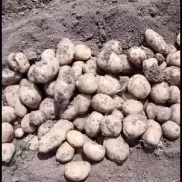 土豆量大优先质量保证