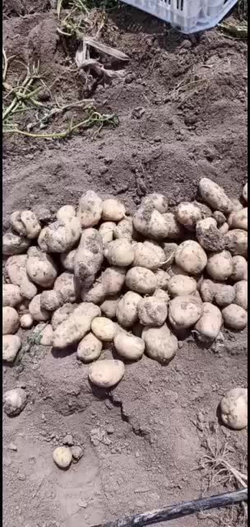 土豆量大优先质量保证