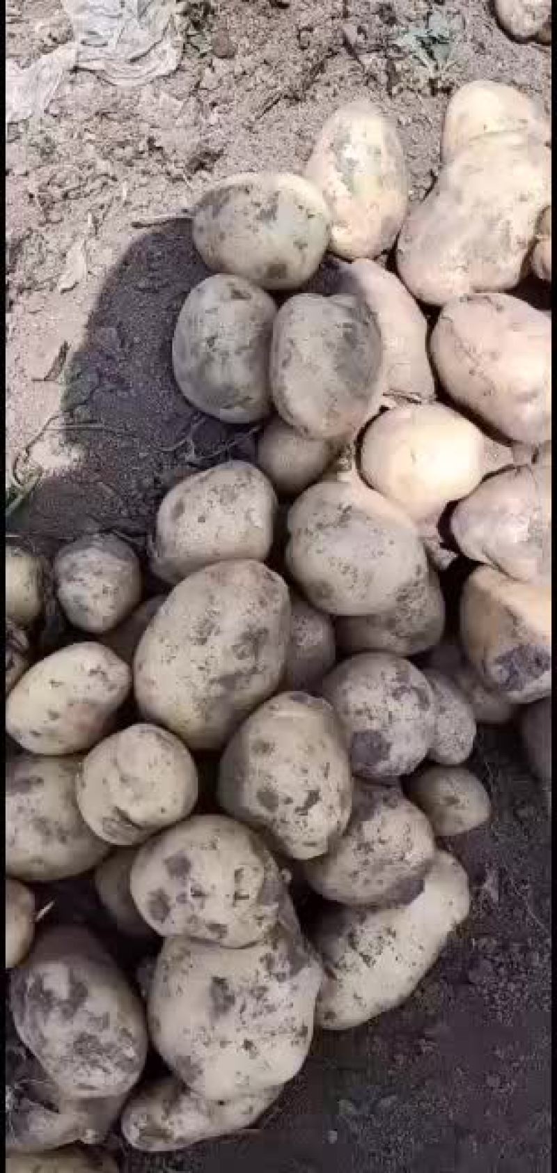 土豆量大优先质量保证