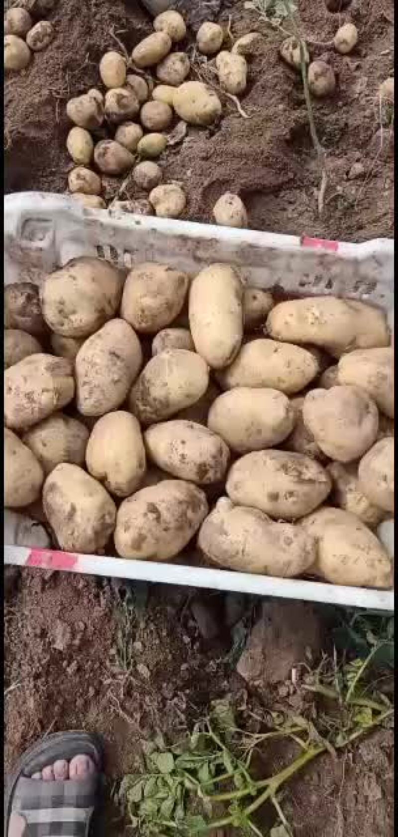 土豆量大优先质量保证
