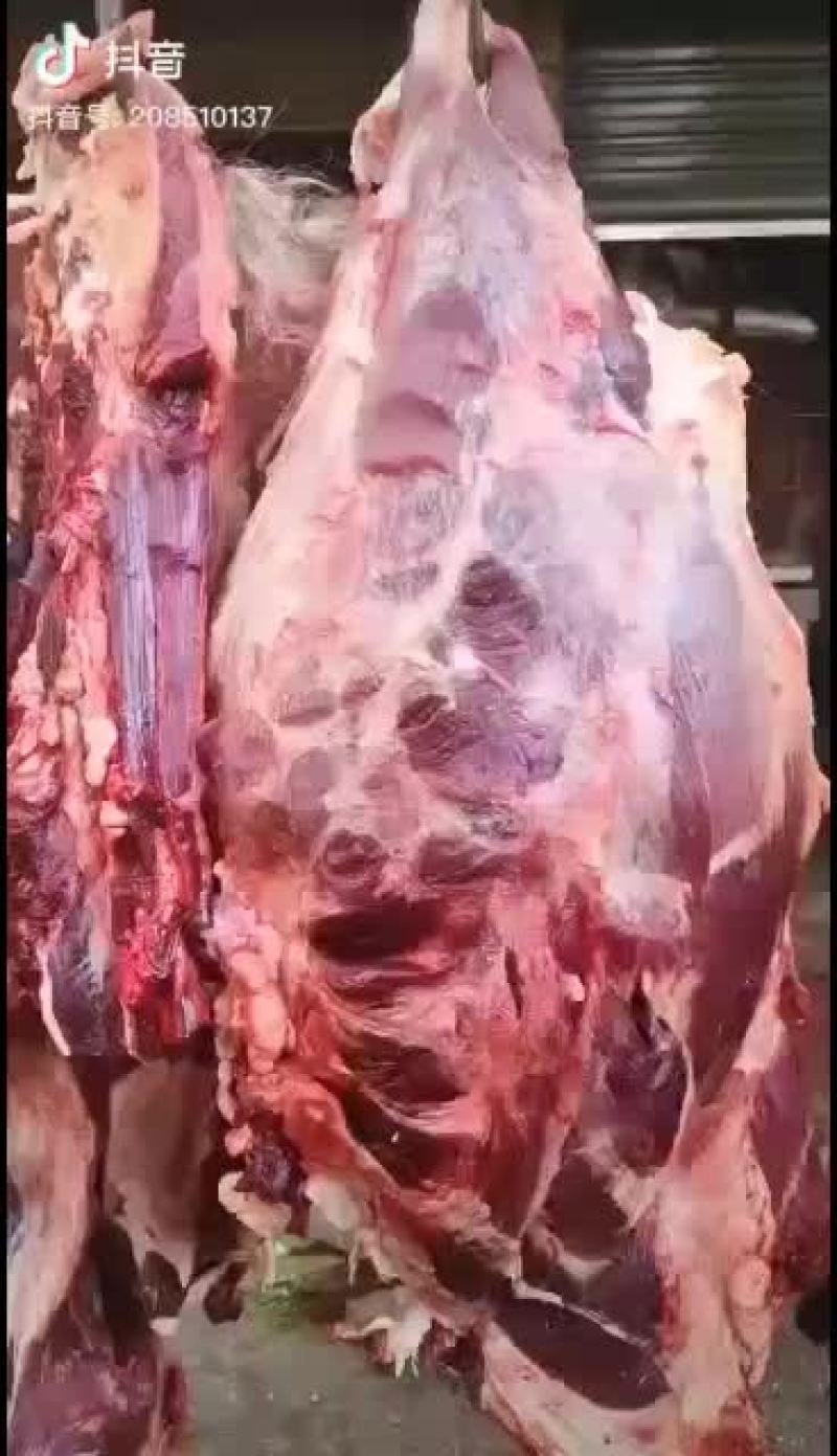 正宗鲜牦牛肉正在制做风干手撕五香味、麻辣味。
