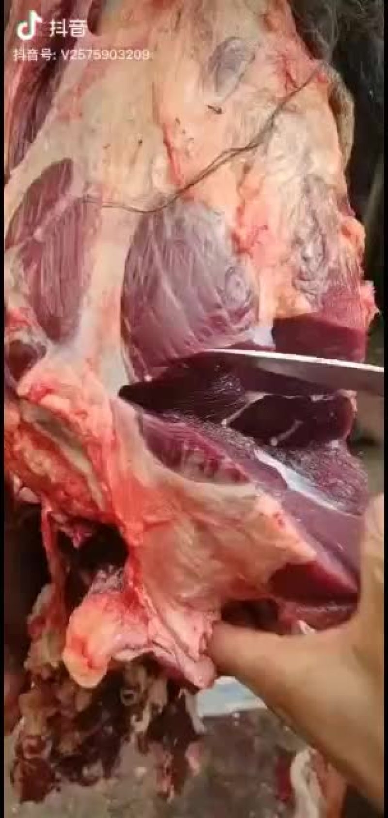 正宗鲜牦牛肉正在制做风干手撕五香味、麻辣味。