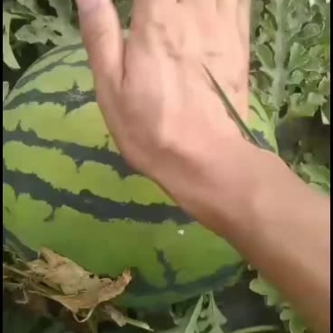西瓜15万斤，庆红999，