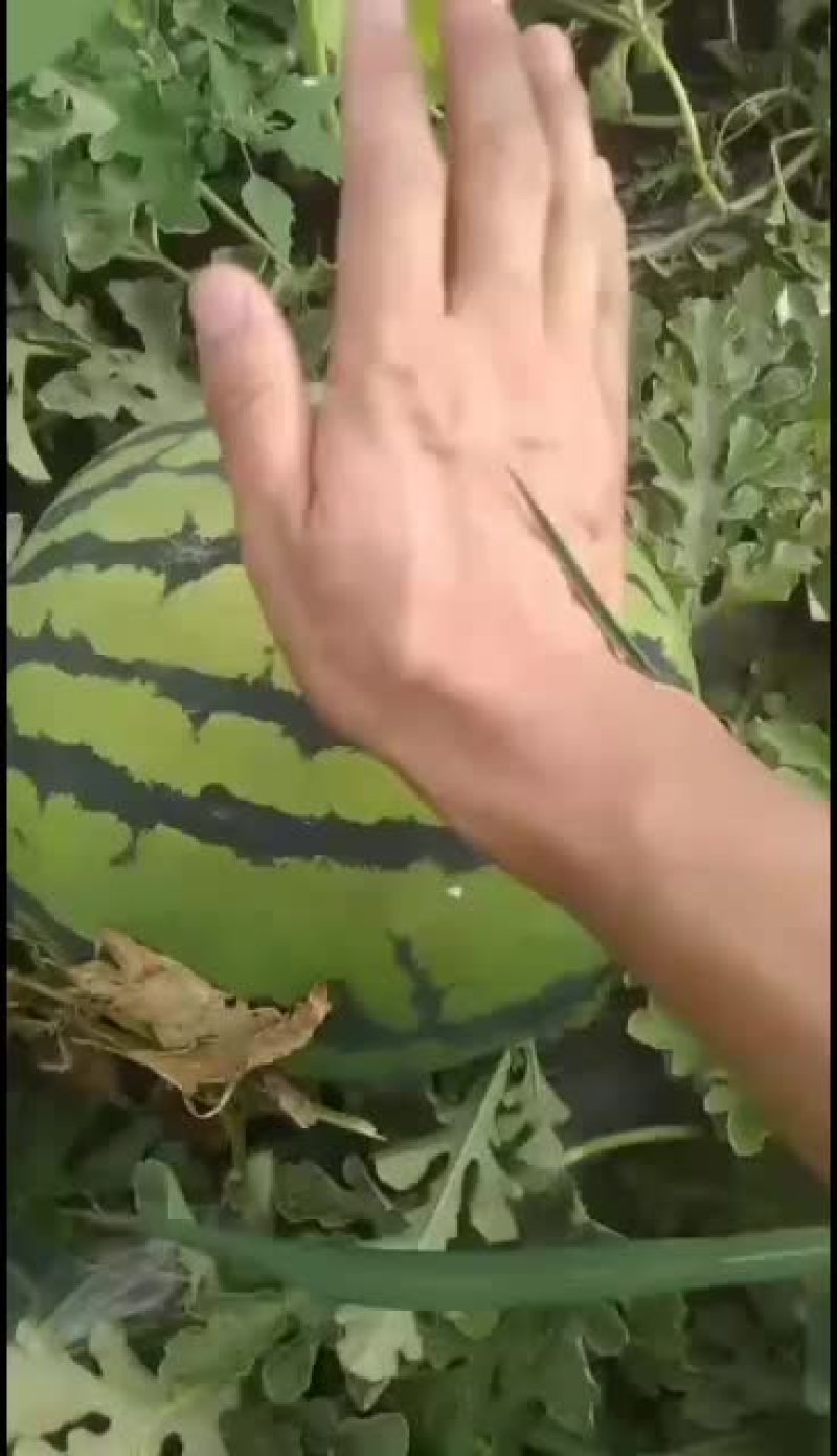 西瓜15万斤，庆红999，