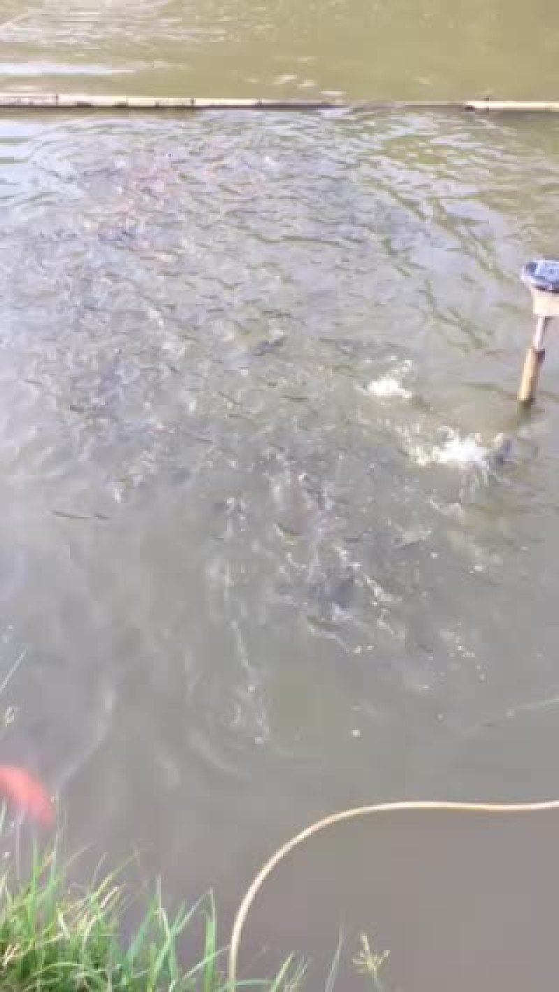 草鱼苗长期供应各种规格草鱼苗苗厂直销