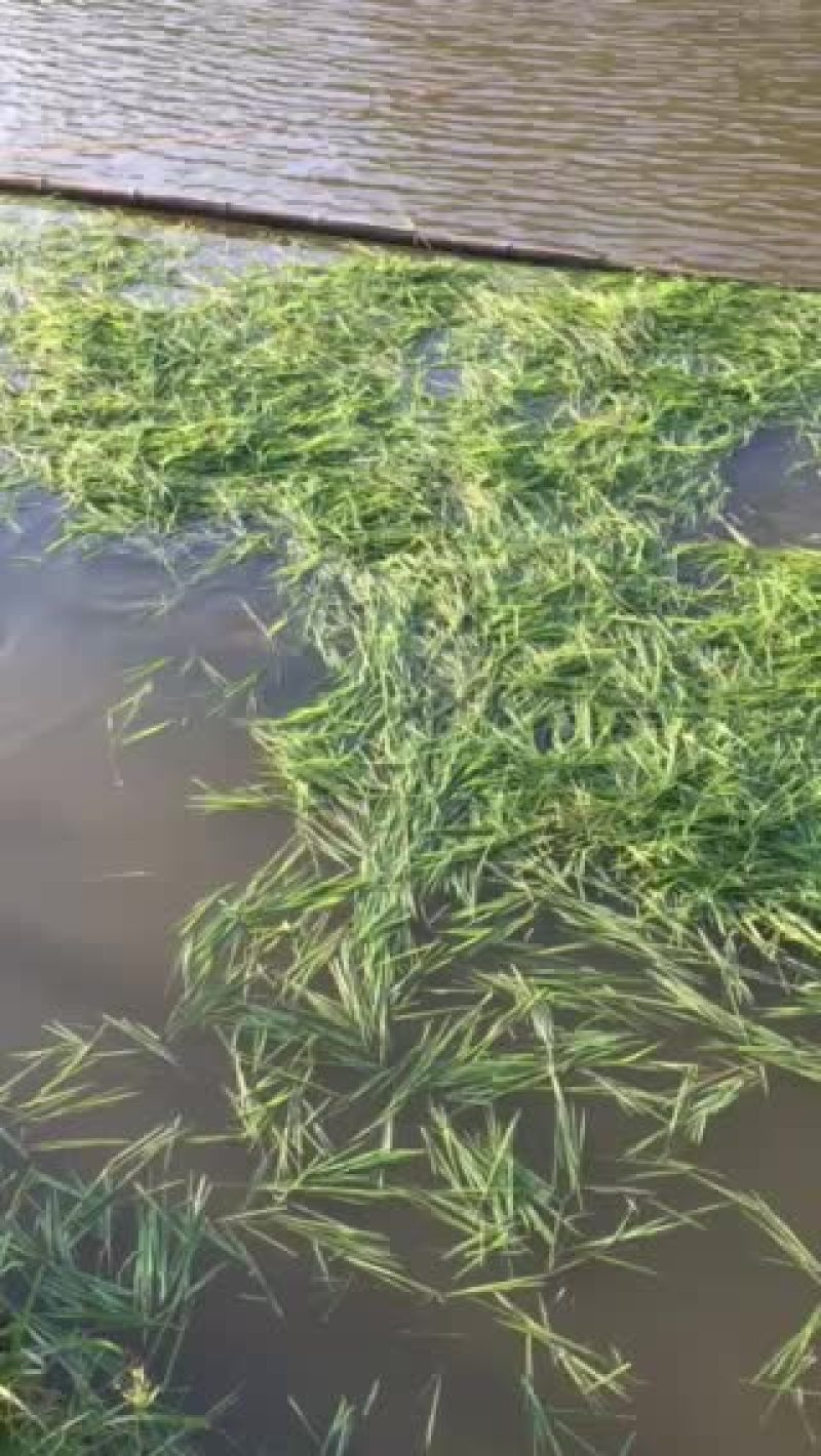 草鱼苗长期供应各种规格草鱼苗苗厂直销