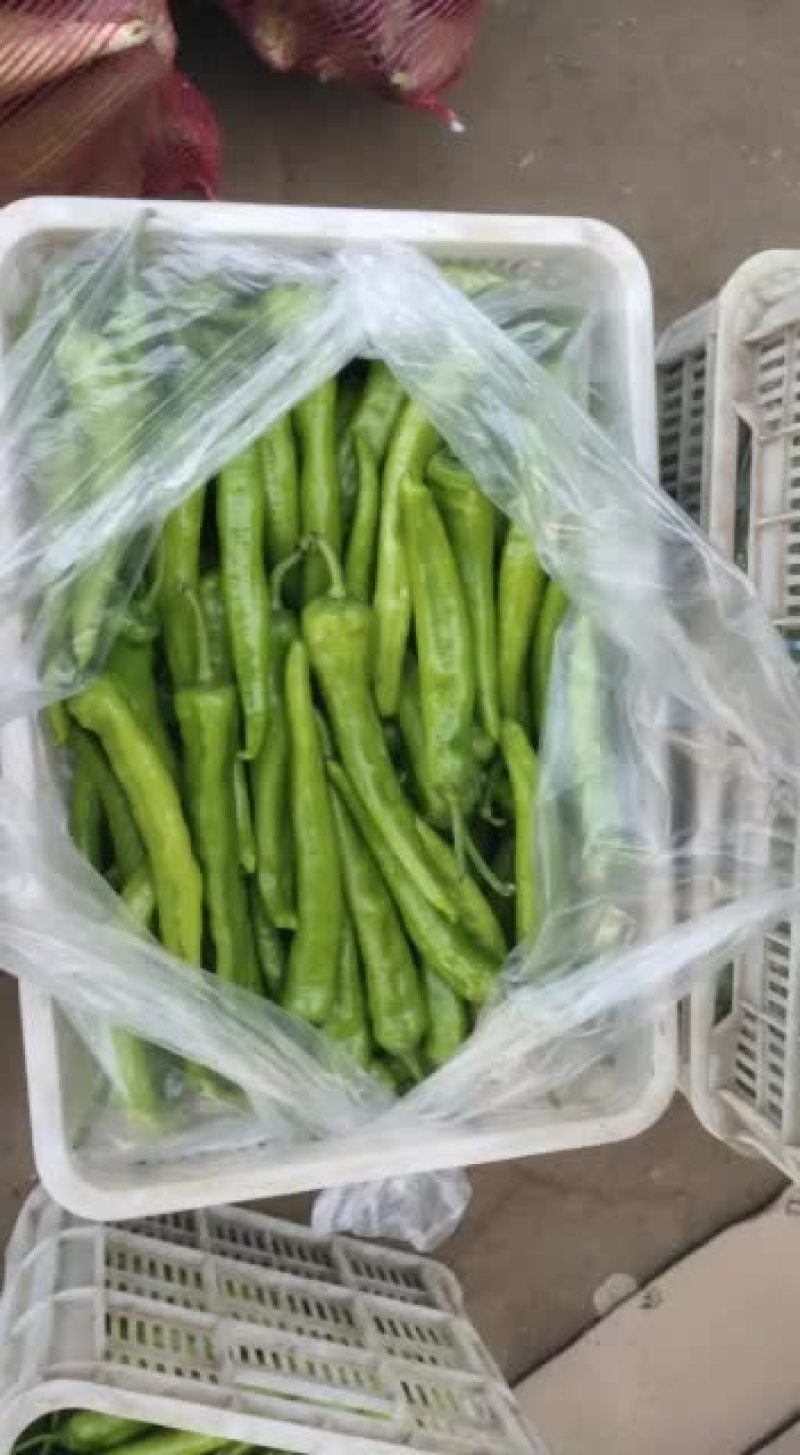 蔬菜批发大量有货。