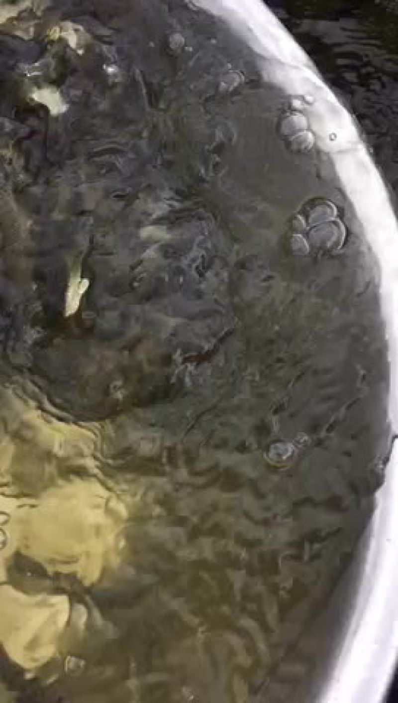 草鱼苗长期供应各种规格草鱼苗苗厂直销