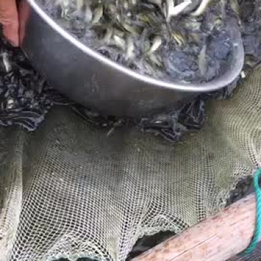草鱼苗长期供应各种规格草鱼苗苗厂直销