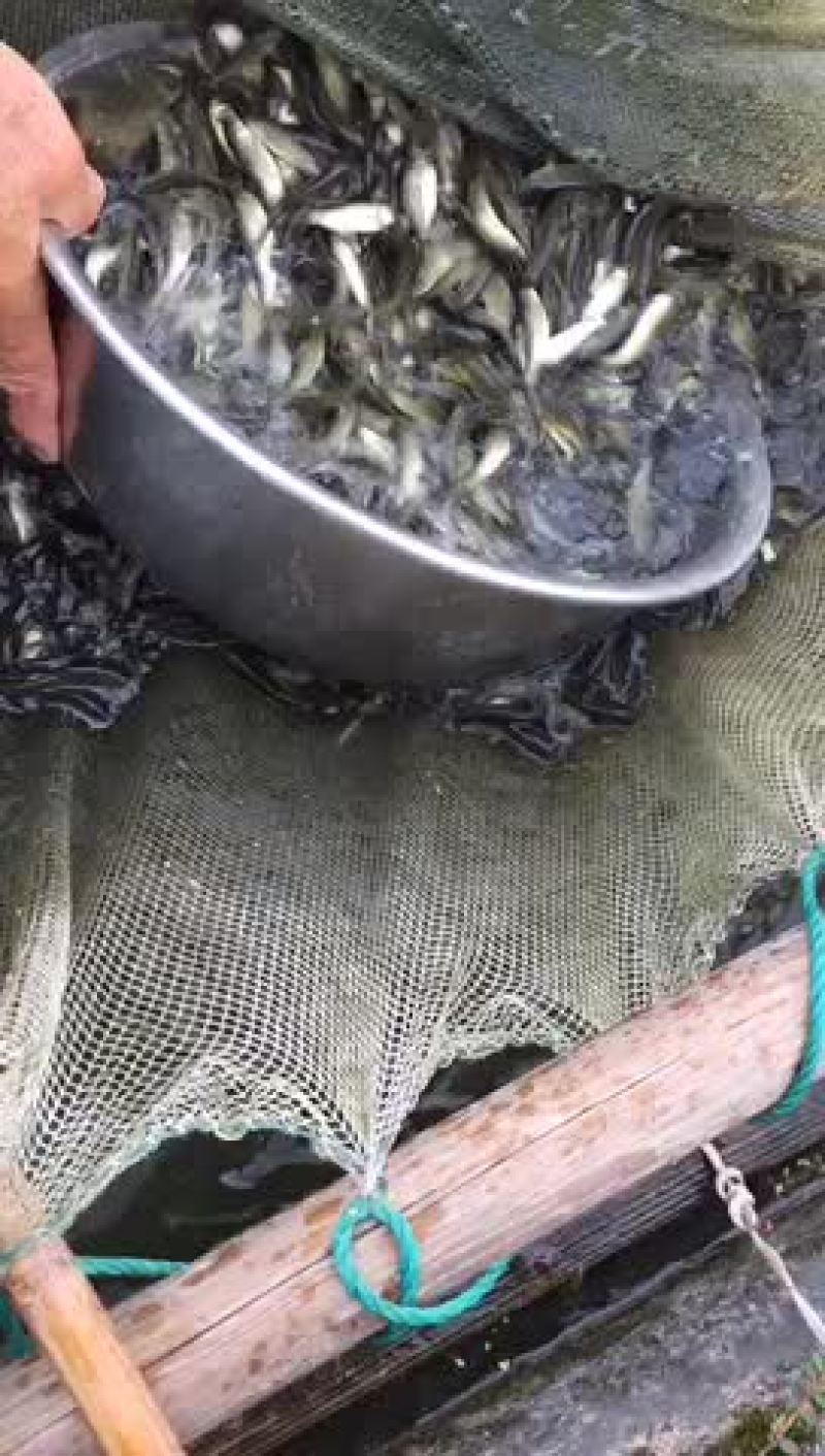 草鱼苗长期供应各种规格草鱼苗苗厂直销