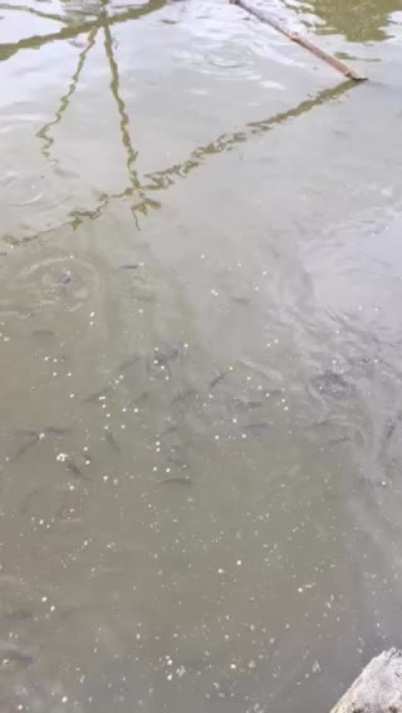 草鱼苗长期供应各种规格草鱼苗苗厂直销