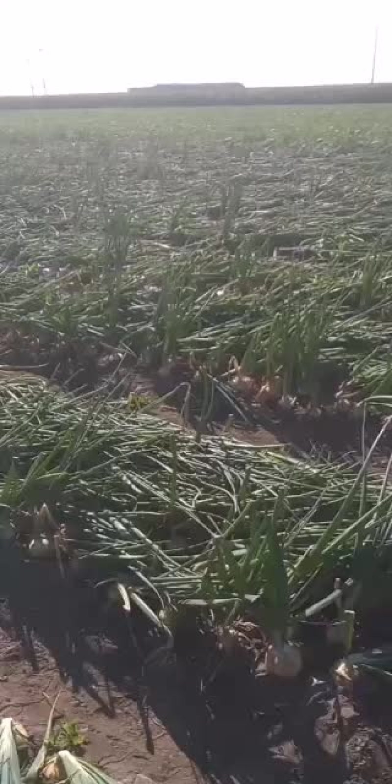 黄皮圆葱红皮圆葱皮毛好来实力货商