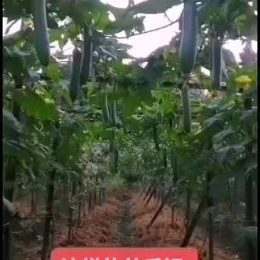 精品油皮丝瓜、老板自己看货