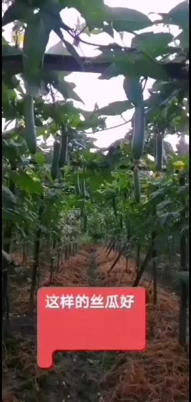 精品油皮丝瓜、老板自己看货