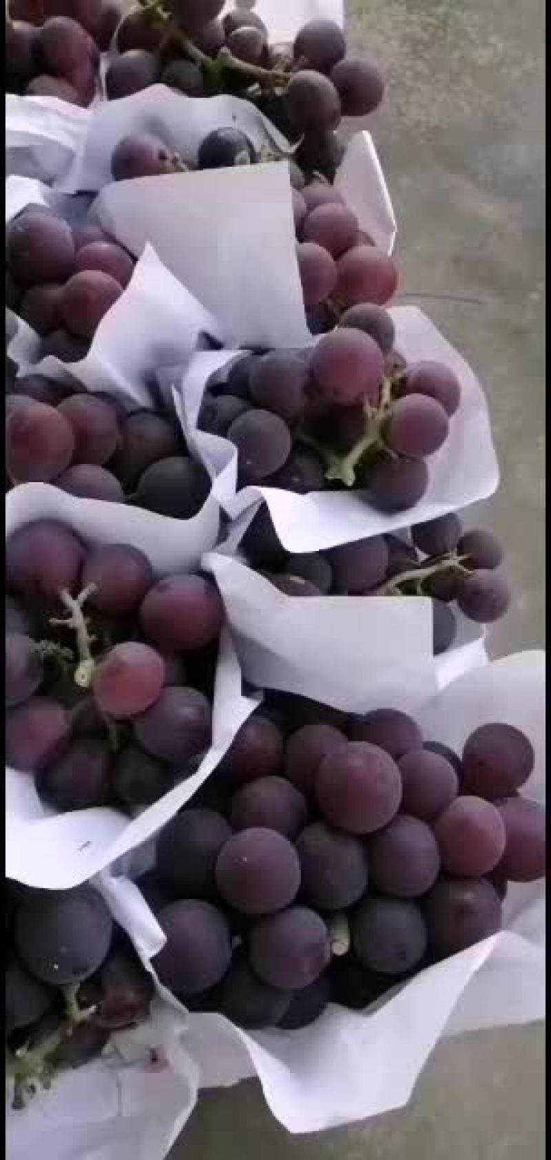 浙江慈溪精品巨峰葡萄代收