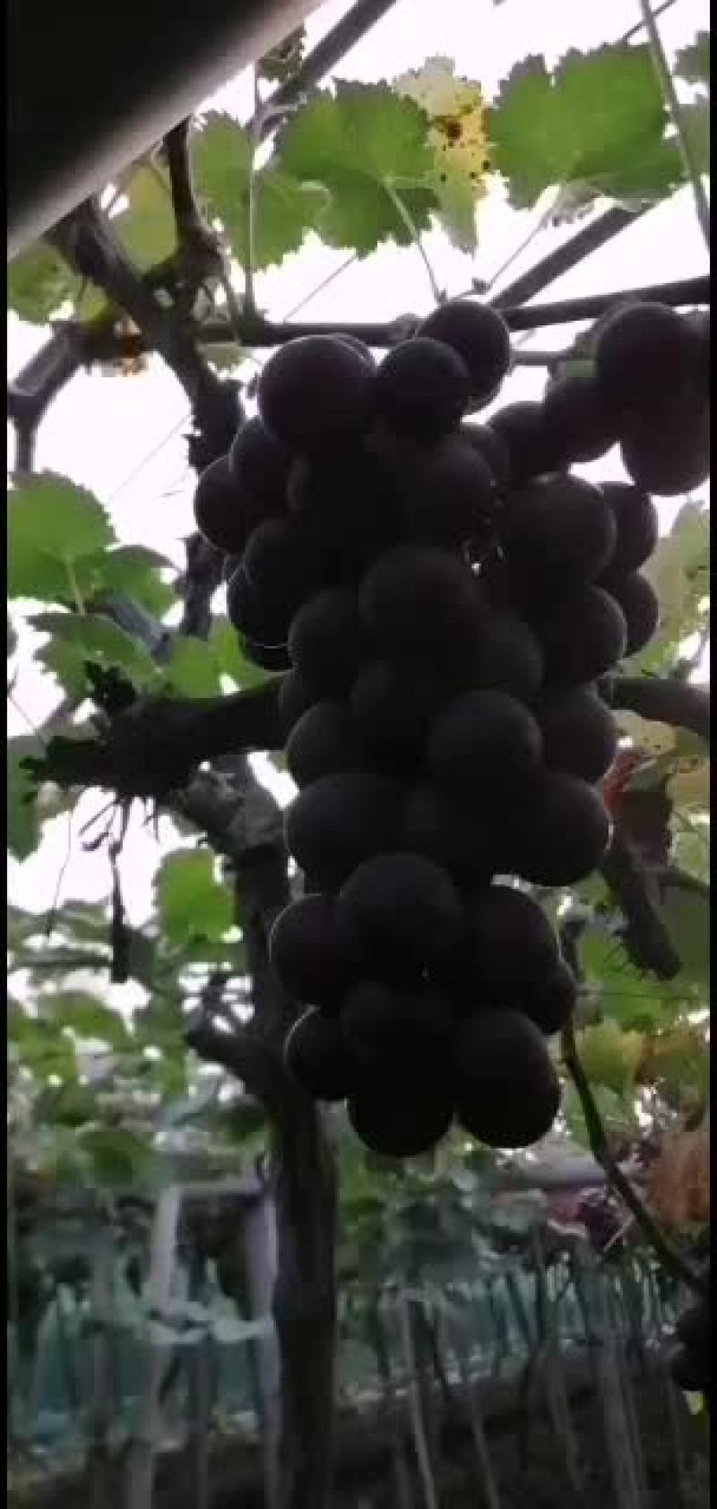 浙江慈溪精品巨峰葡萄代收