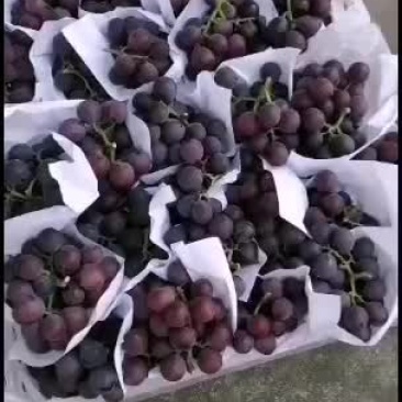 浙江慈溪精品巨峰葡萄代收
