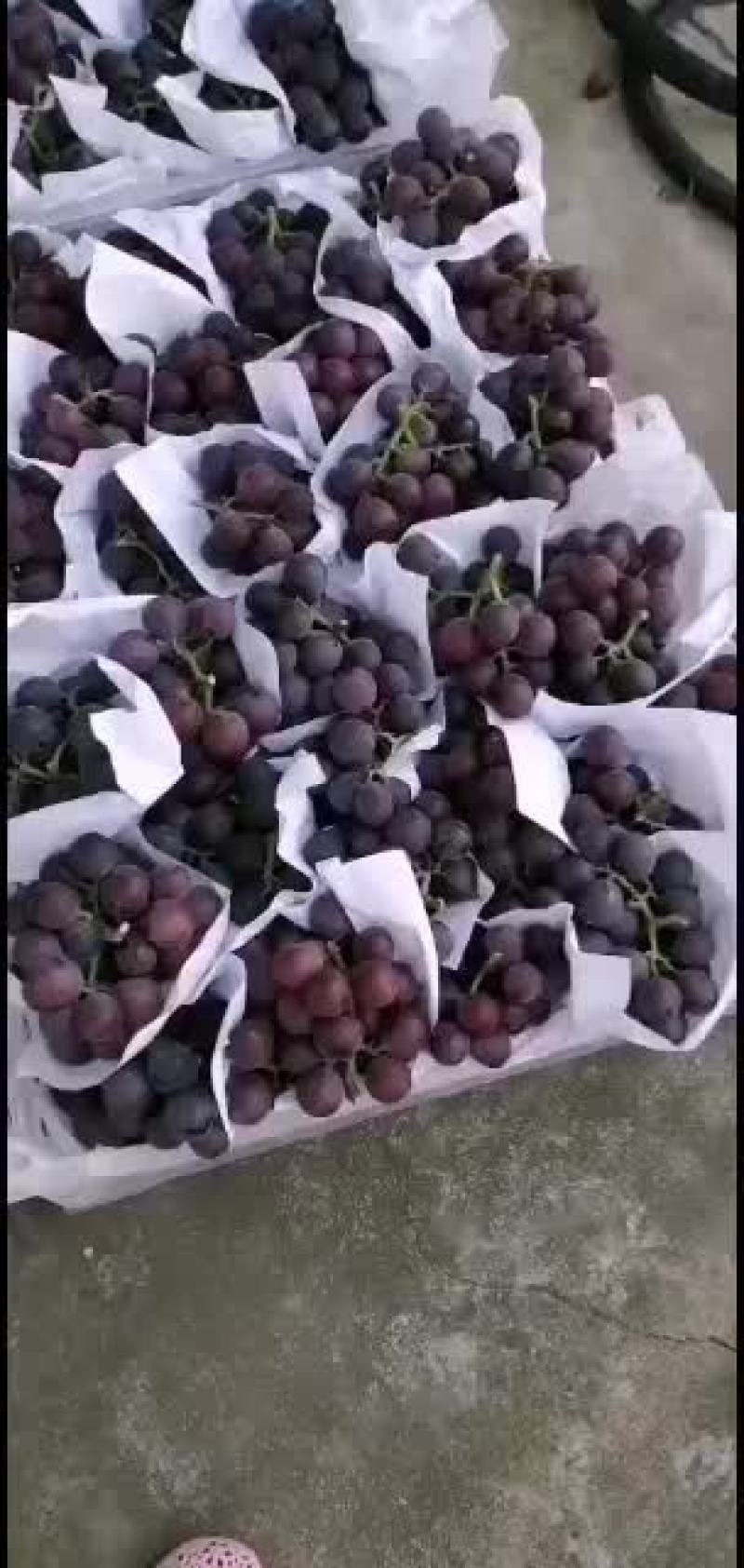 浙江慈溪精品巨峰葡萄代收