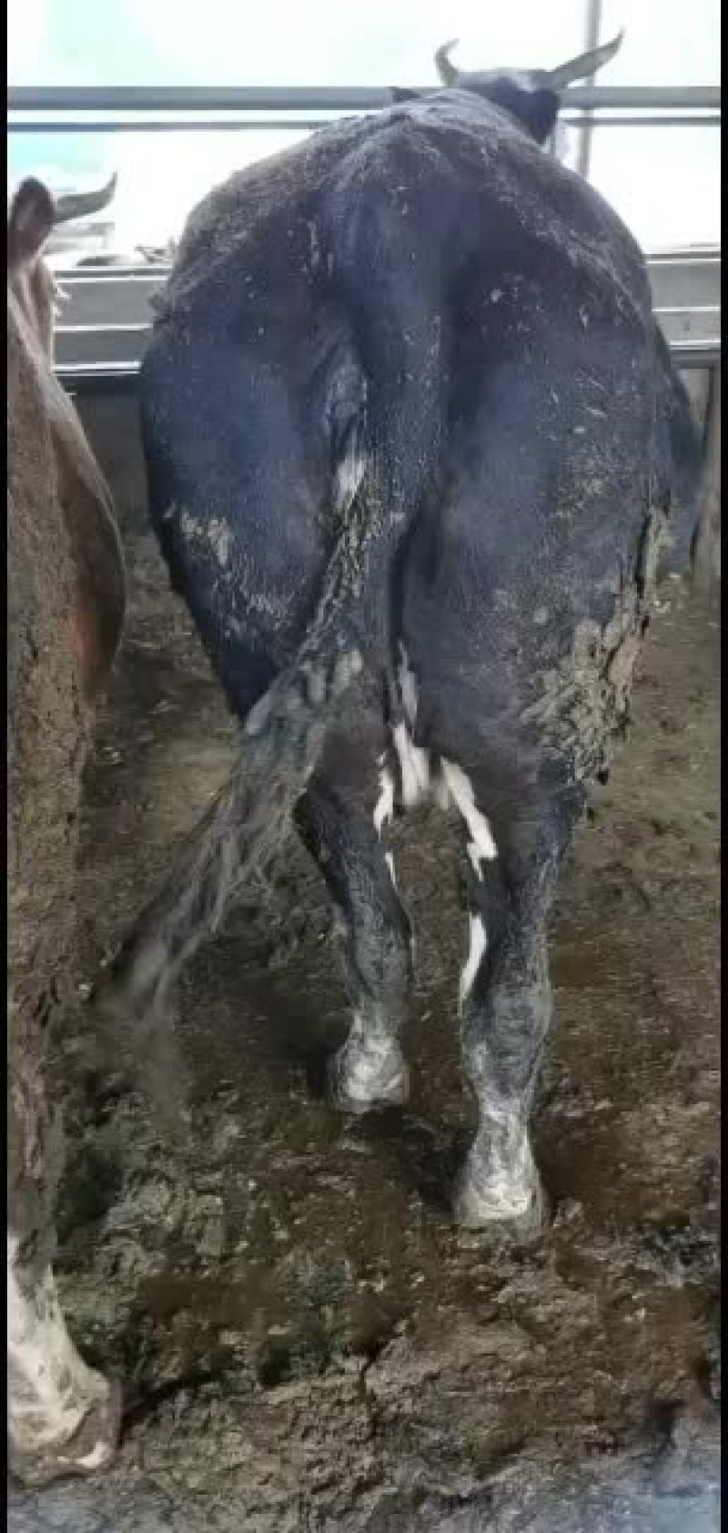 育肥牛改良公牛母牛