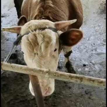 育肥牛改良公牛母牛