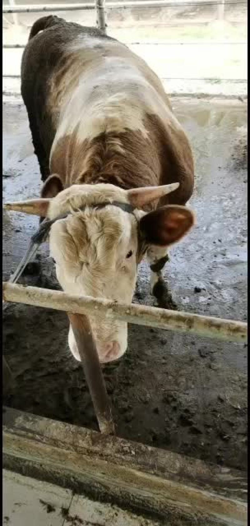 育肥牛改良公牛母牛