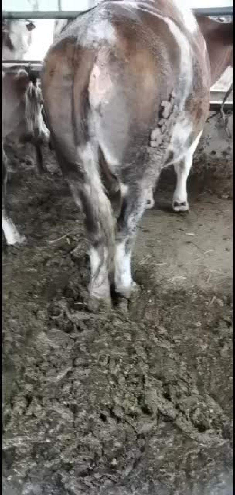 育肥牛改良公牛母牛