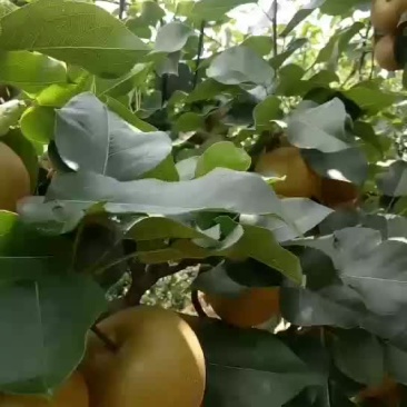 金秋梨