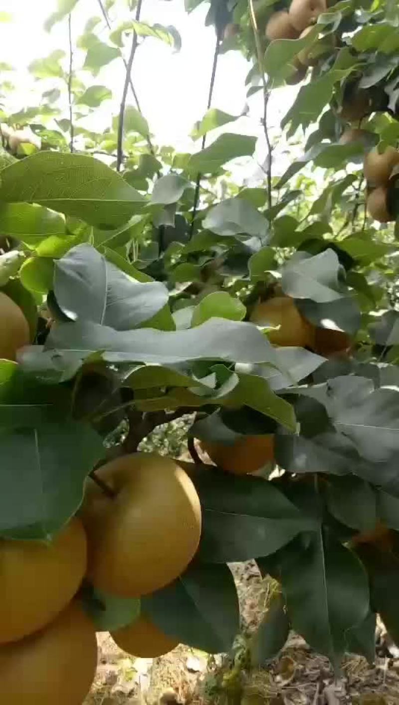 金秋梨