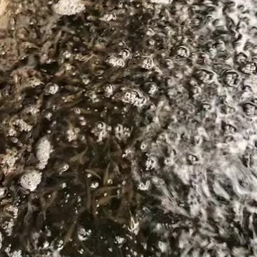 荷花鱼！各品种！！！！！