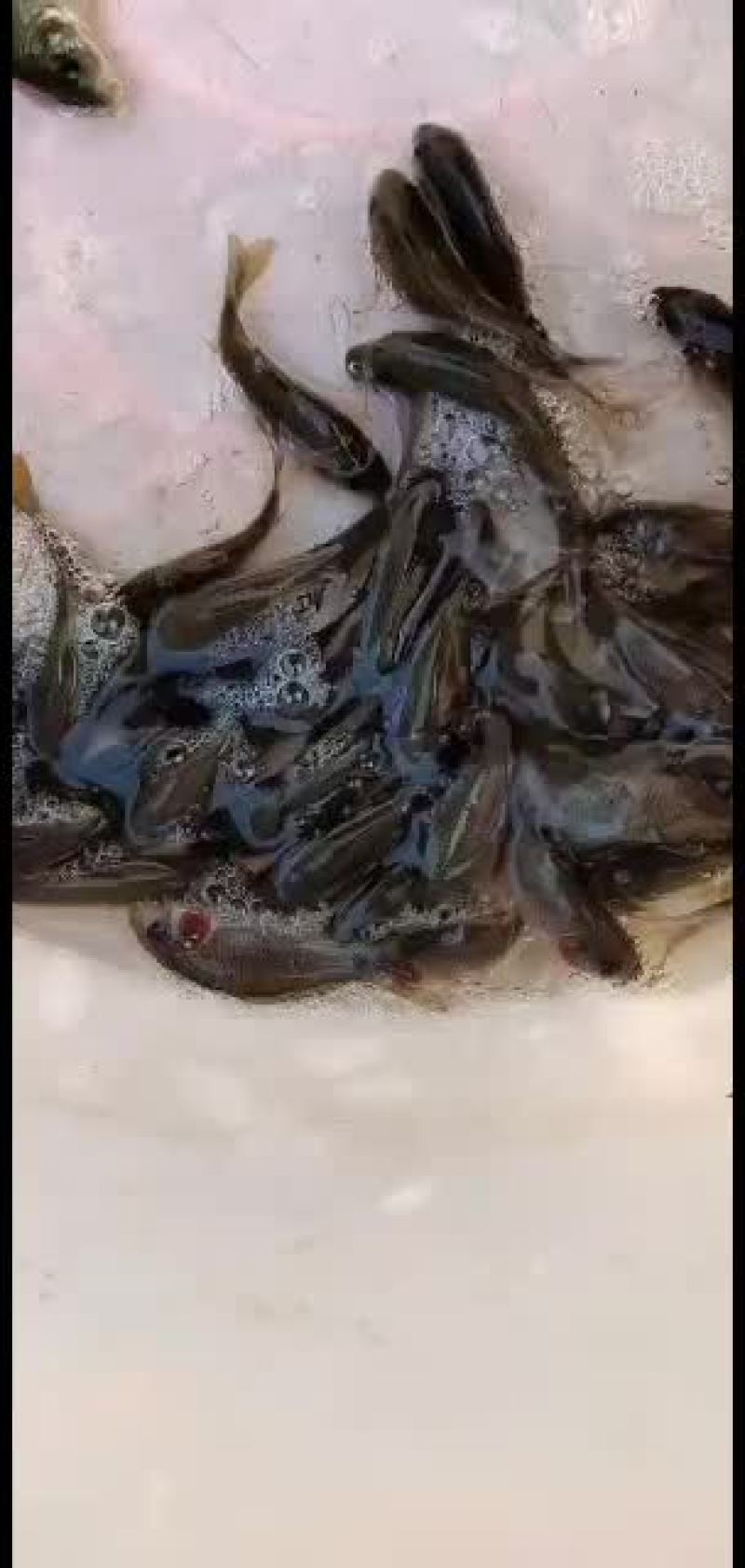 荷花鱼！各品种！！！！！