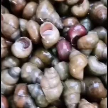 食用青皮螺狮田螺！！！！
