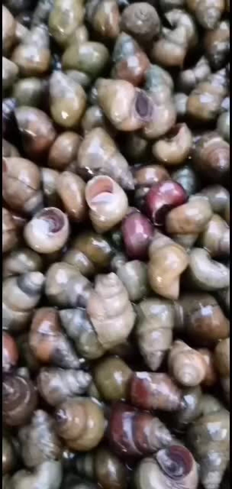 食用青皮螺狮田螺！！！！